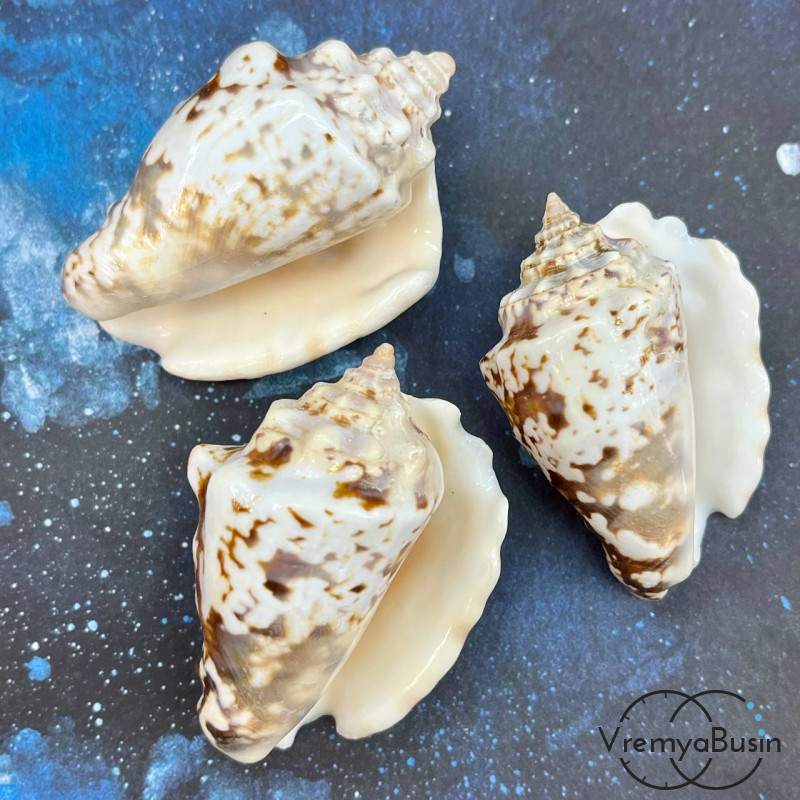 Подвеска крупная натуральная ракушка, ок. 40х70 мм (1 шт.) Подвеска крупная натуральная ракушка, ок. 40х70 мм (1 шт.)