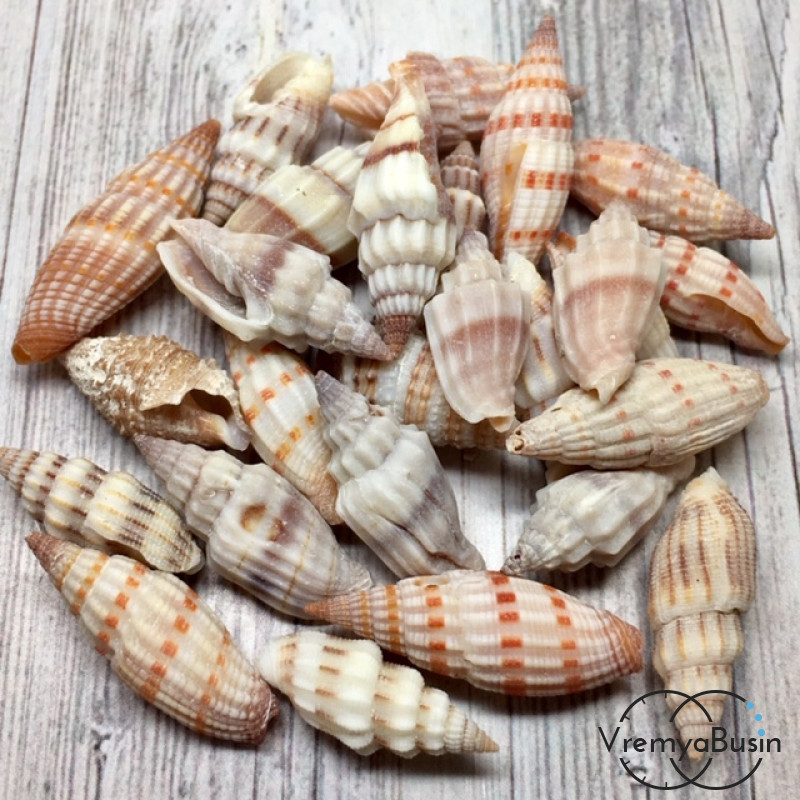 Ракушки натуральные, без отверстия, 22-28 мм (1 шт.)