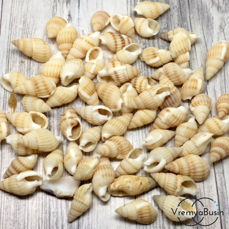 Ракушки натуральные, без отверстия, 10-14 мм (1 шт.)