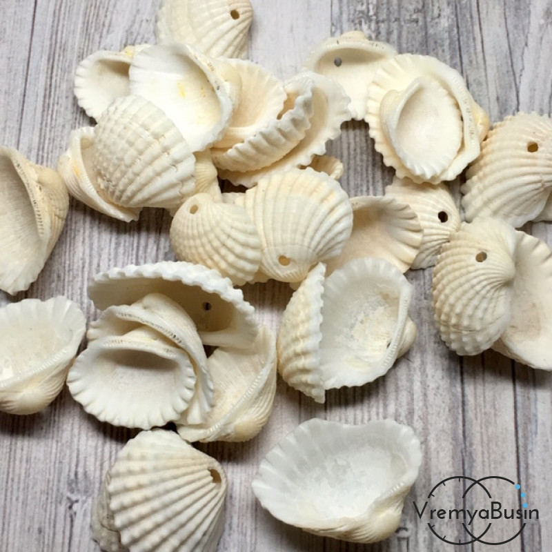 Ракушки натуральные, с отверстием, 20-26 мм (1 шт.)