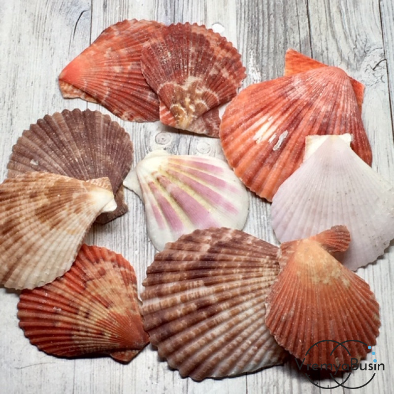 Ракушки натуральные, без отверстия, 35-50 мм (1 шт.)