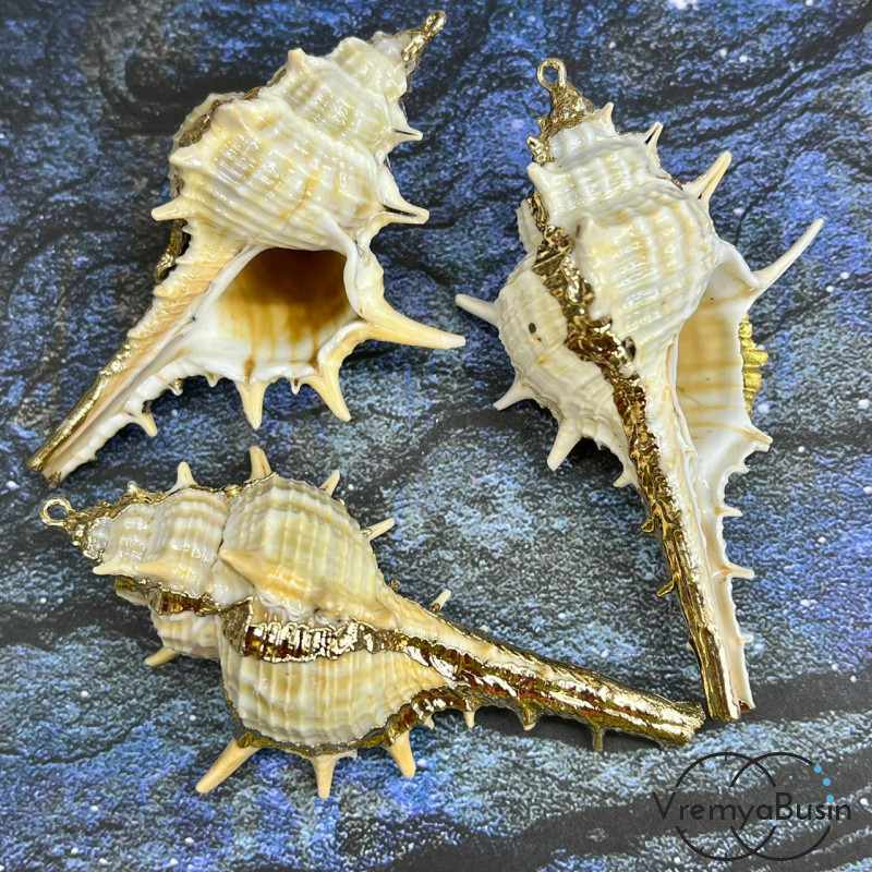 Подвеска "Ракушка" натуральная,  в металле цв. золото    (1 шт.)