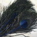 Перо павлина, цвет синий, около 25см (1 шт.)